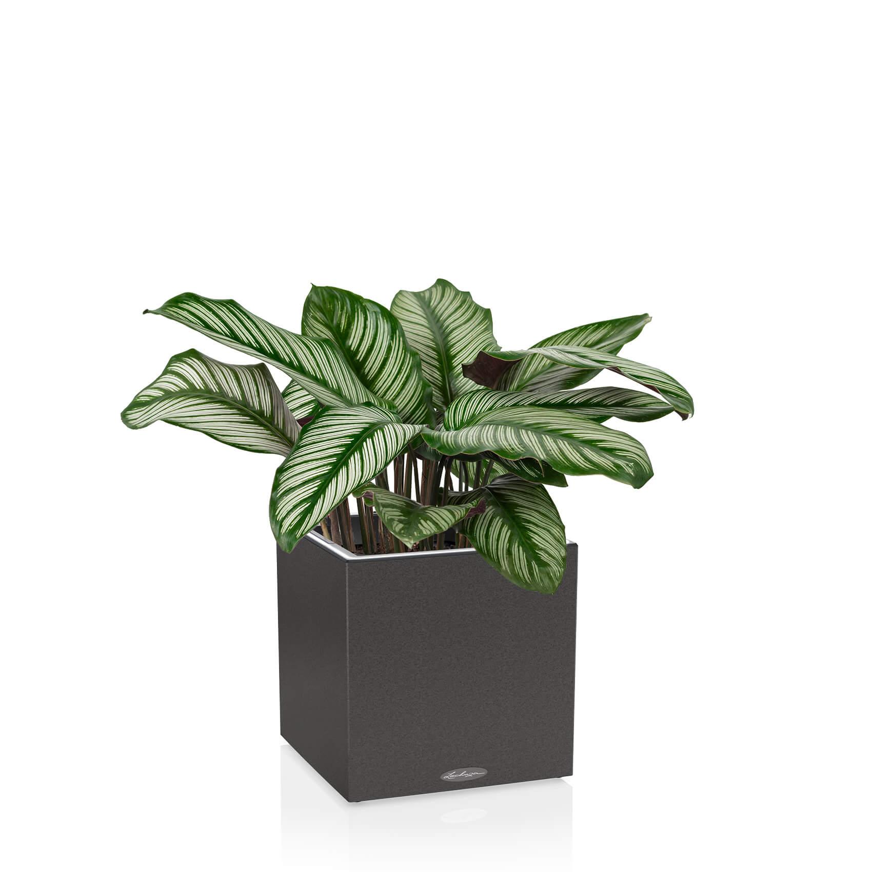 CANTO Stone 40 low LED graphite black
